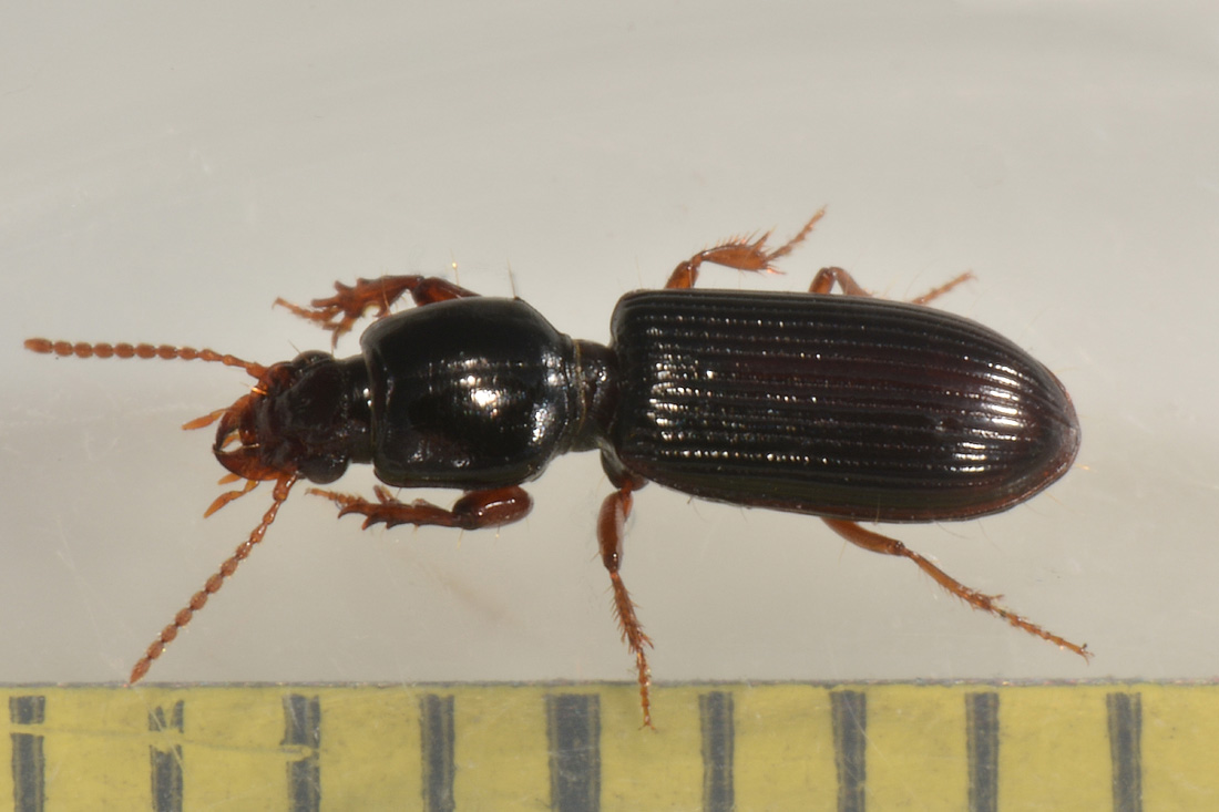 Carabidae:  Clivina fossor